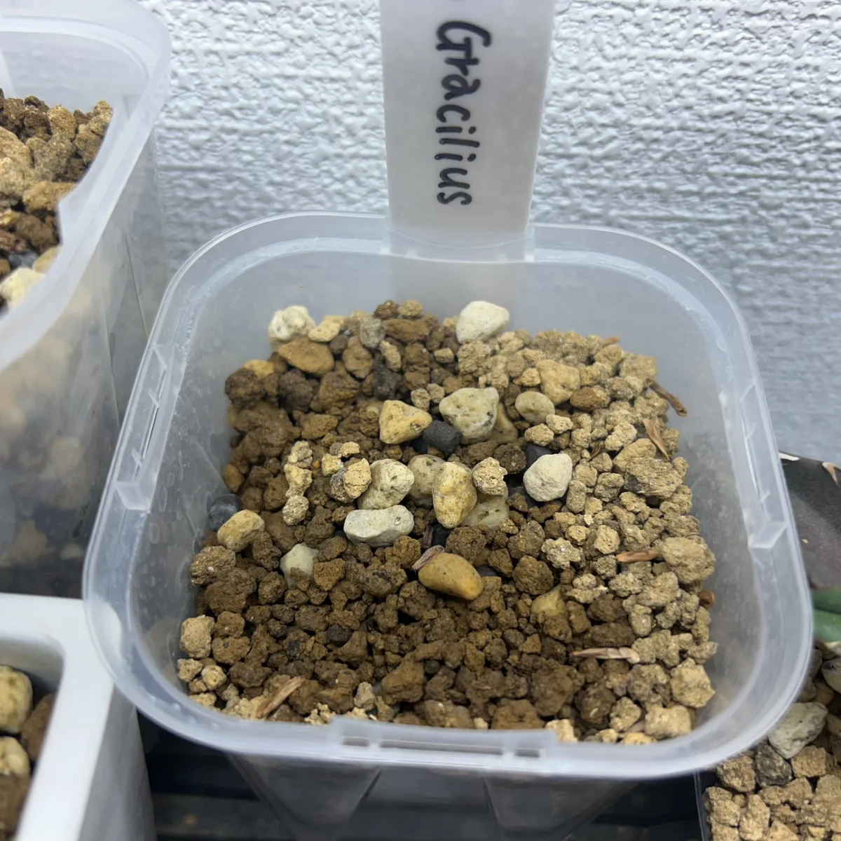 Pachypodium rosulatum var. gracilius ([無料種子] 発芽難 パキポディウム グラキリス　)