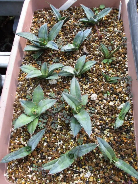 Agave oteroi Lot. (アガベ オテロイ)