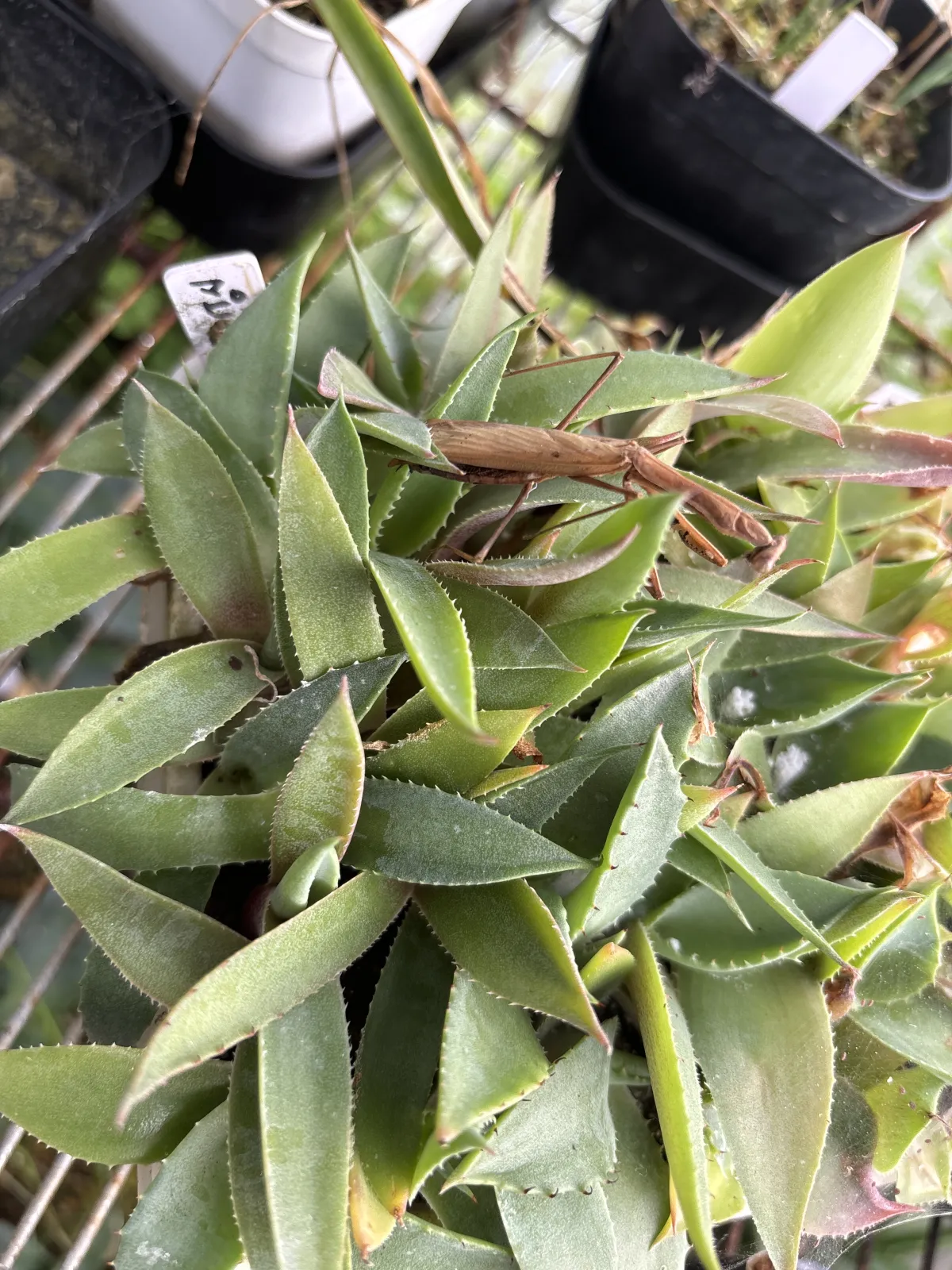 Agave mapisaga (アガベ マピサガ)