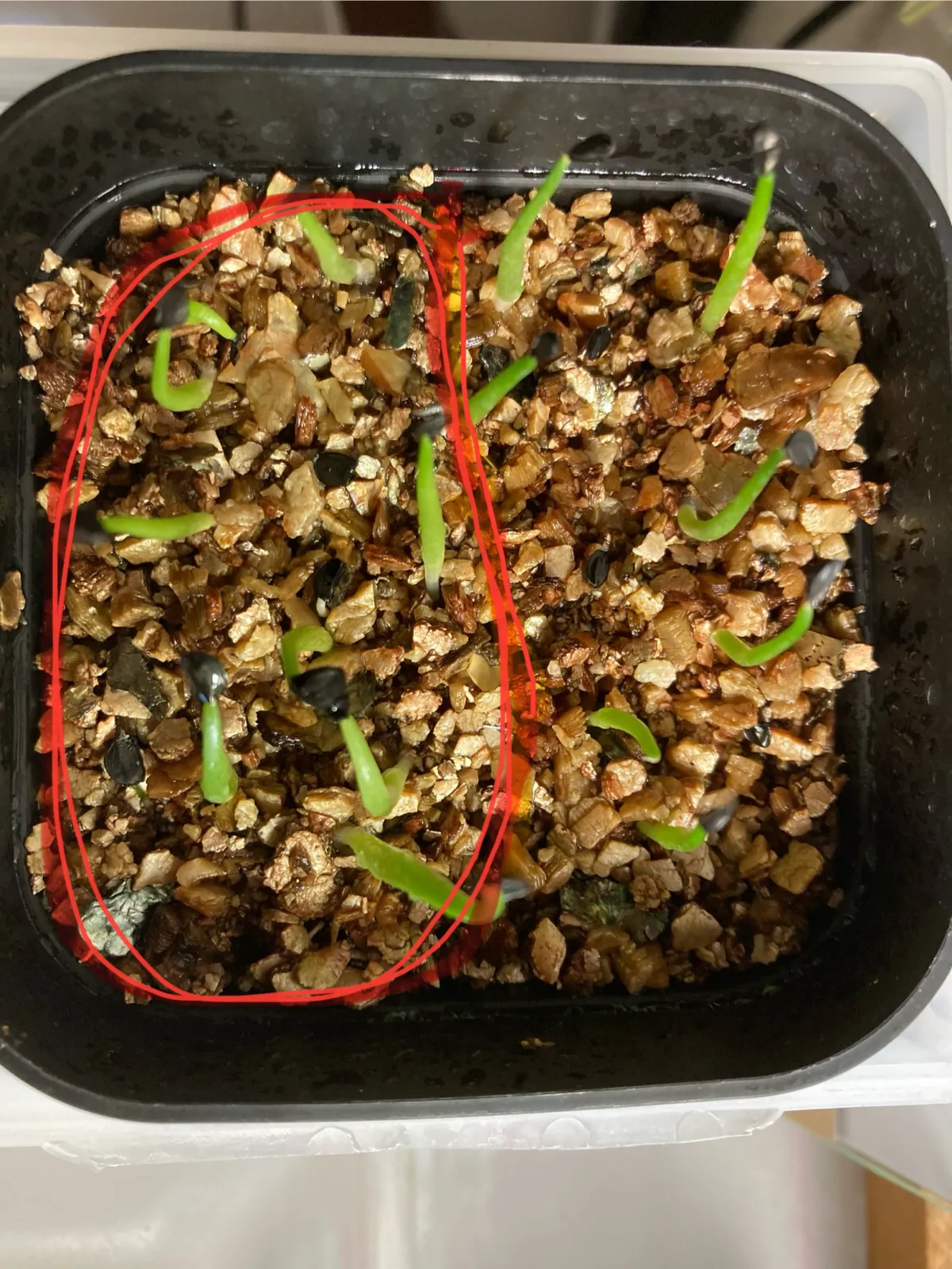 Agave oteroi Lot. (アガベ オテロイ)