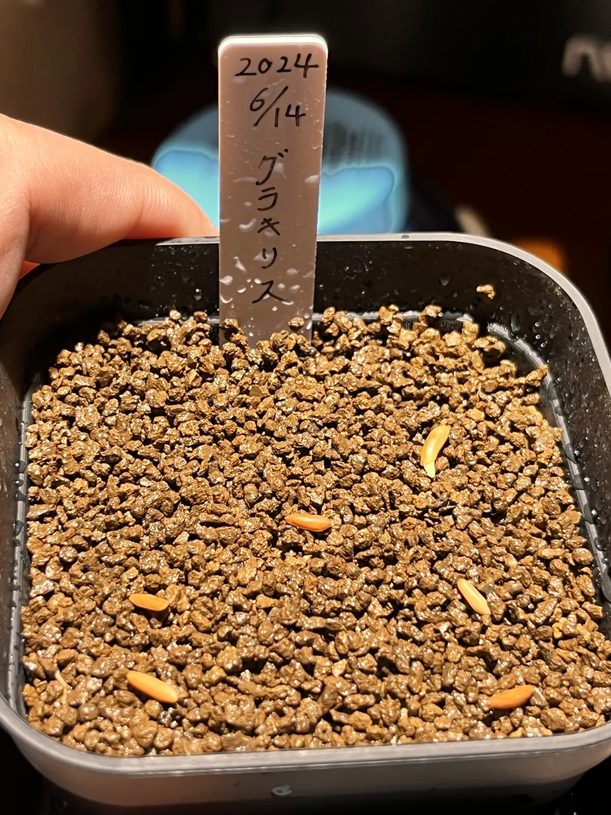 Pachypodium rosulatum var. gracilius ([無料種子] 発芽難 パキポディウム グラキリス　)