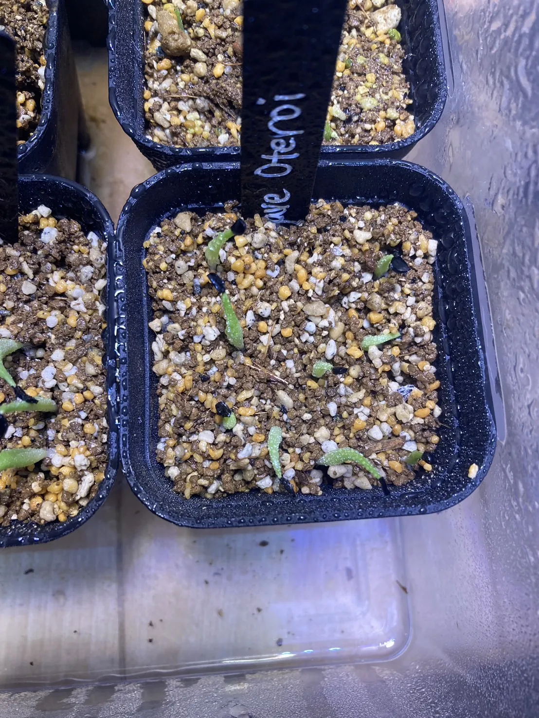Agave oteroi Lot. (アガベ オテロイ)