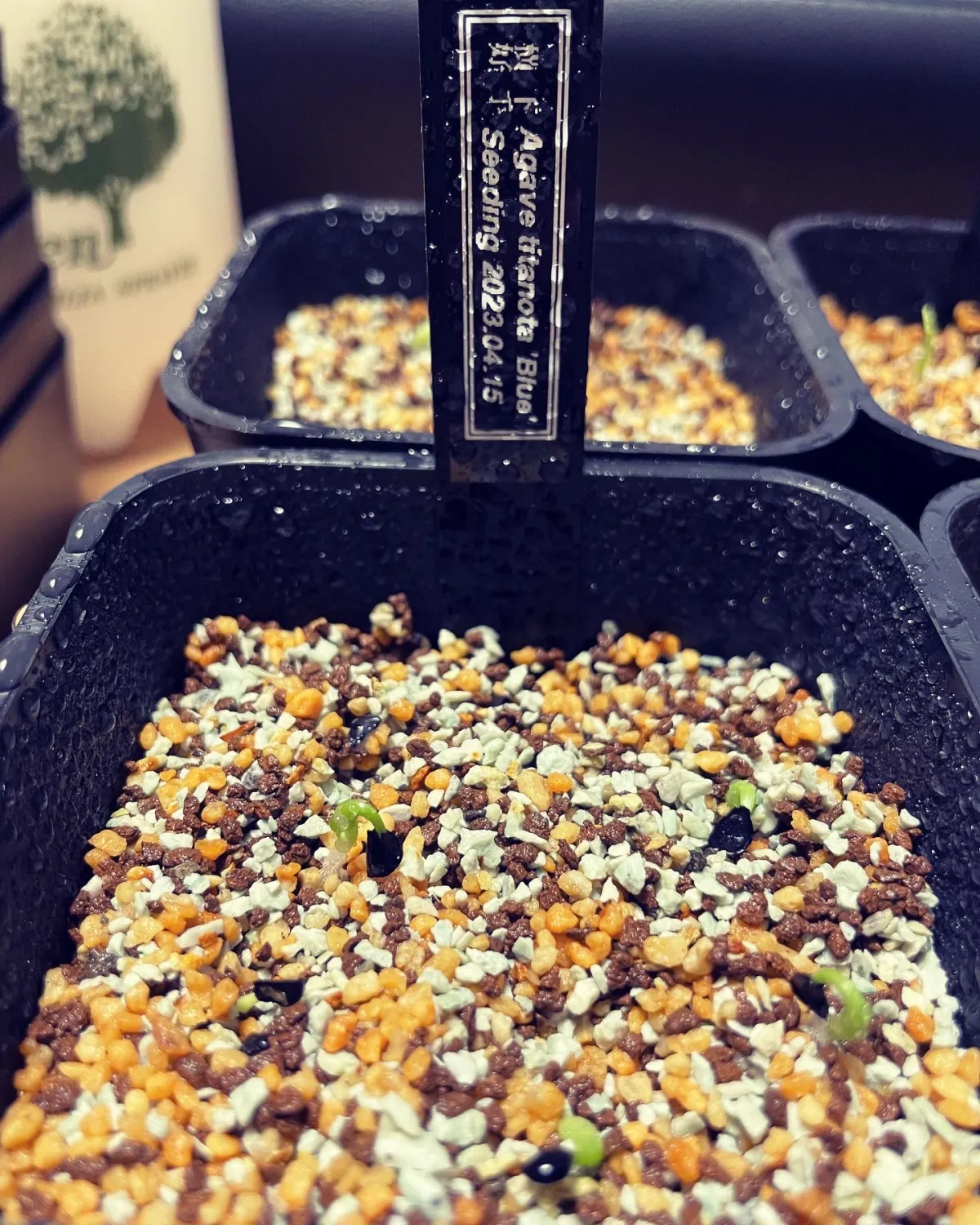 Agave titanota Blue Lot. (アガベ チタノタブルー)