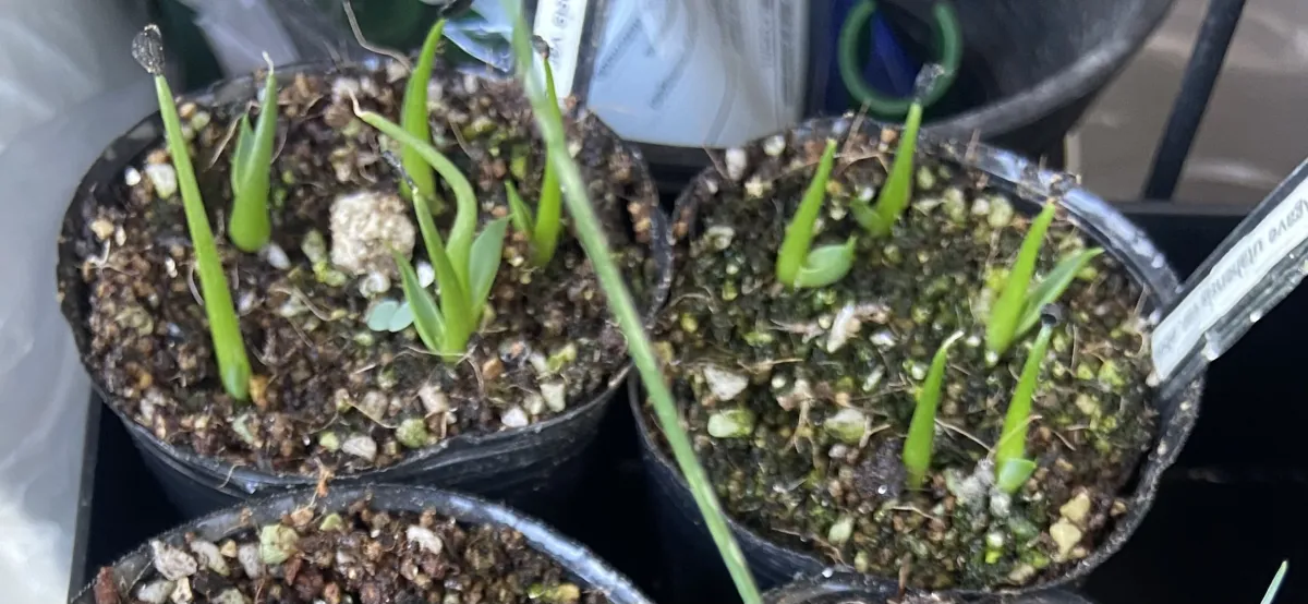 Agave utahensis var. eborispina (アガベ エボリスピナ)