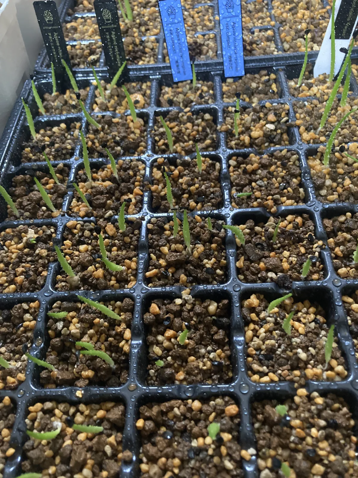 Agave victoriae-reginae var. compact (アガベ ビクトリアレジーナコンパクト)