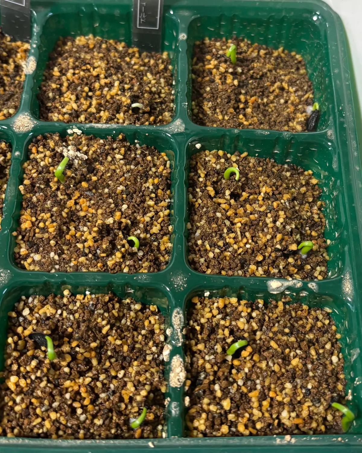 Agave parryi huachucensis Wakefield (アガベ パリー ウェイクフィールド)