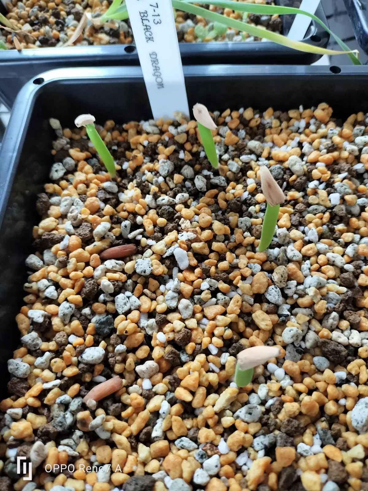 Adenium arabicum Black Dragon (アデニウム ブラックドラゴン)
