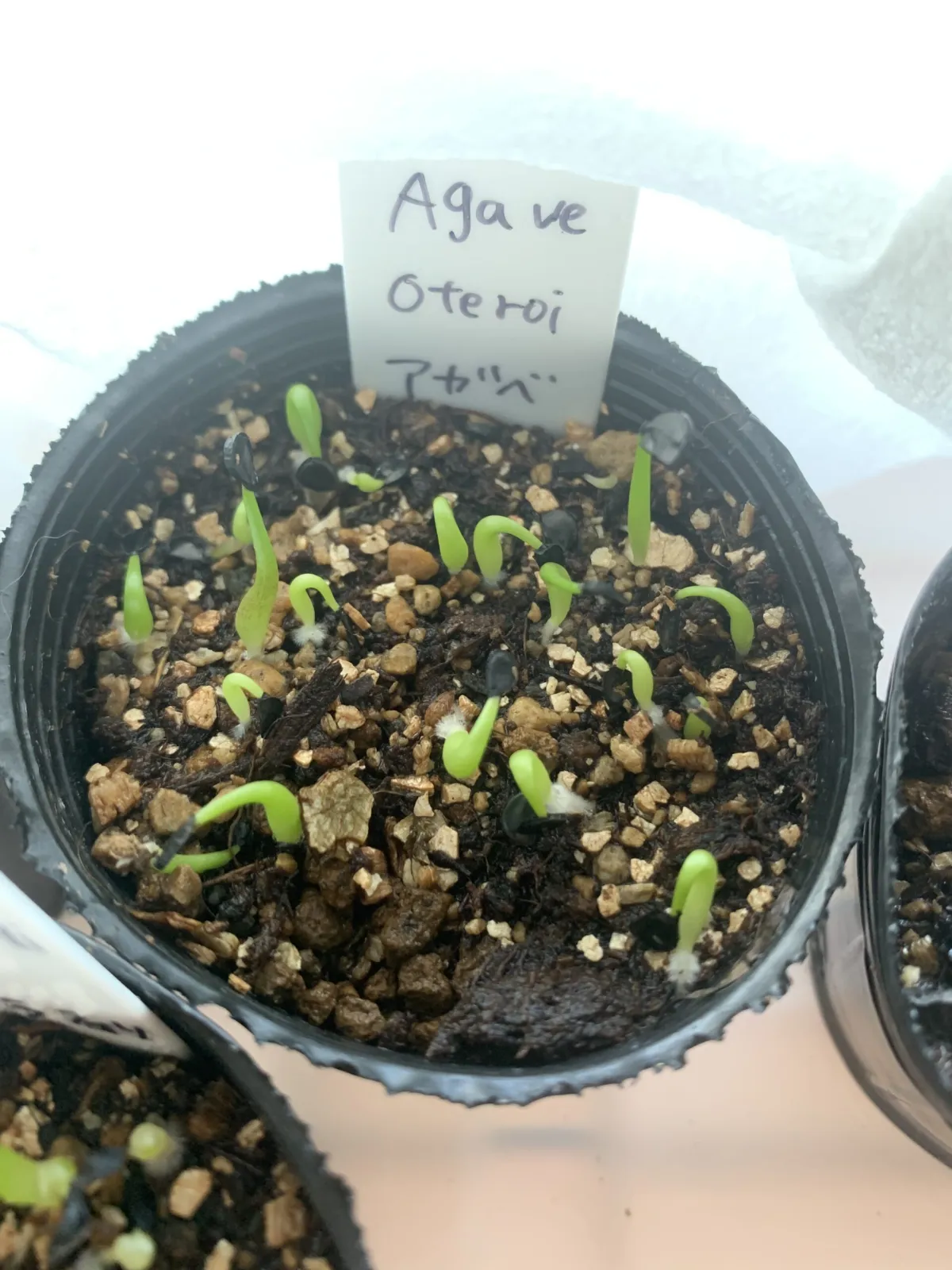 Agave oteroi Lot. (アガベ オテロイ)