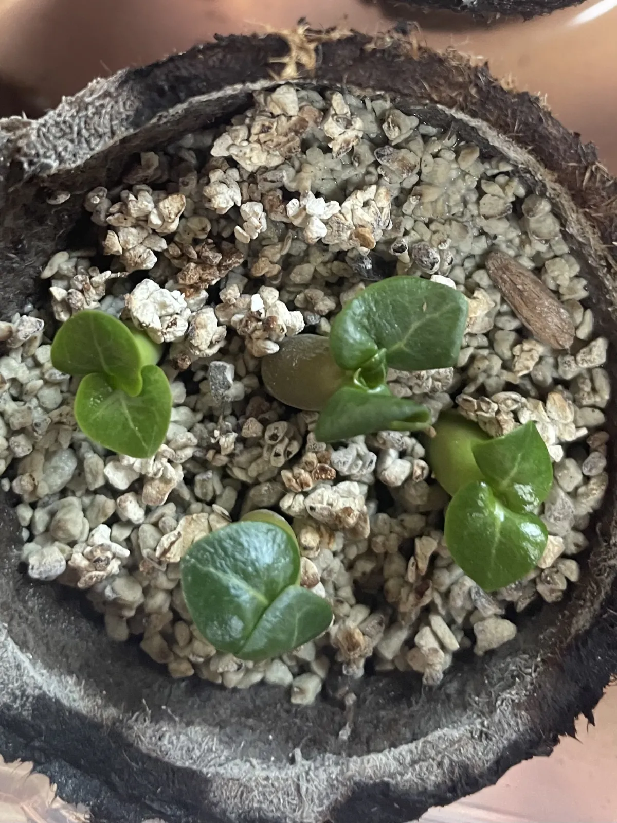 DHA PPL Adenium DHA PPL (アデニウム)