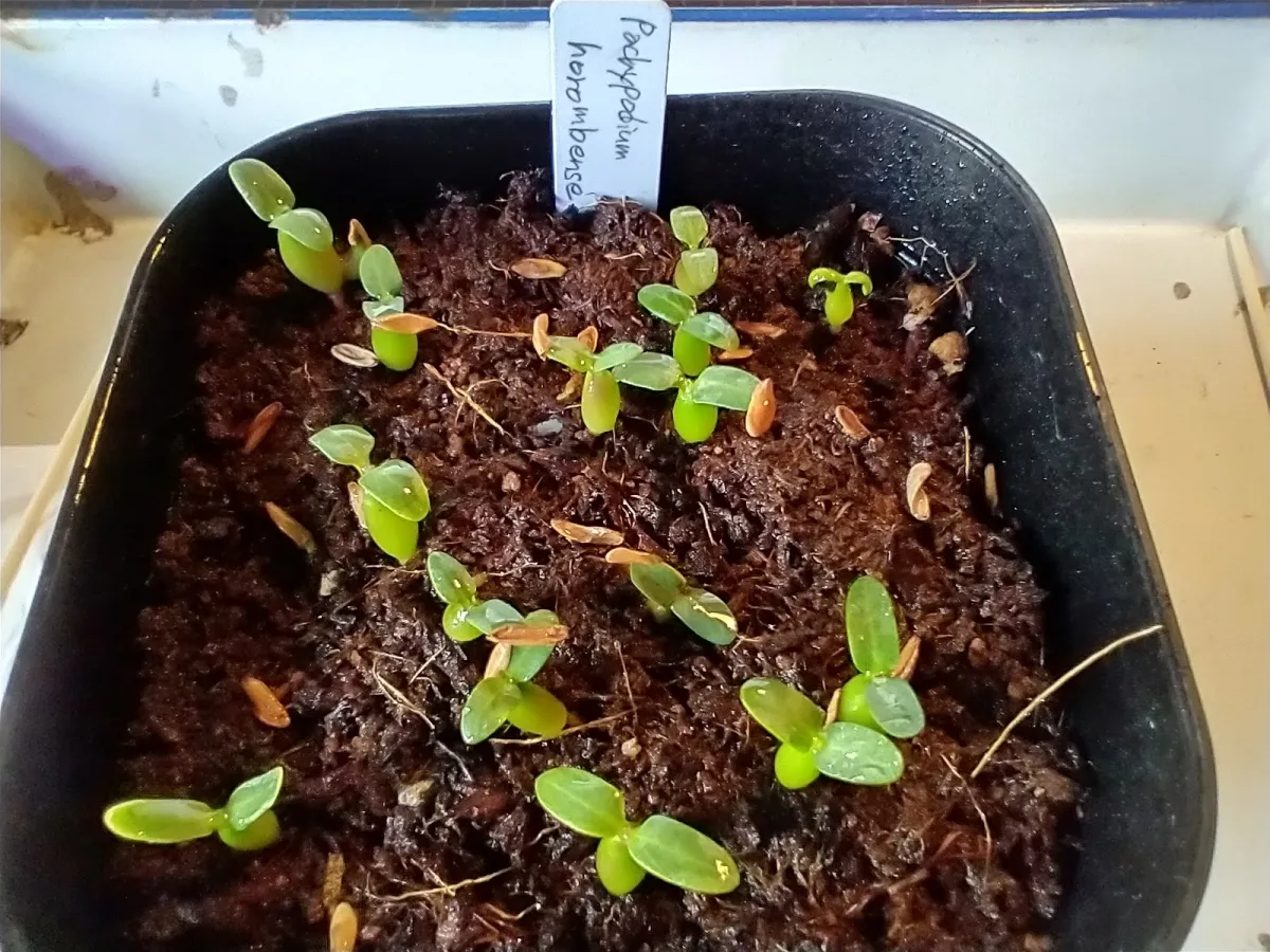Pachypodium horombense (パキポディウム ホロンベンセ)
