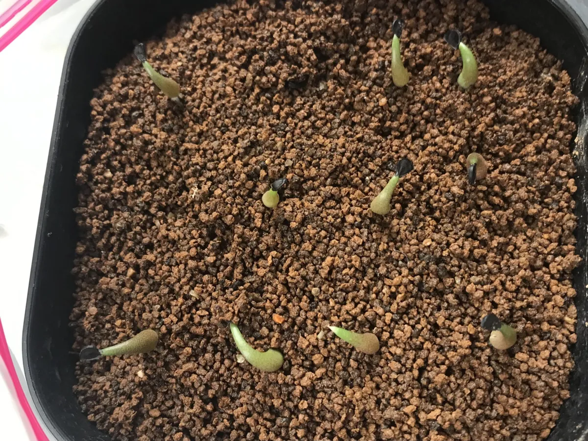 Agave oteroi Lot. (アガベ オテロイ)