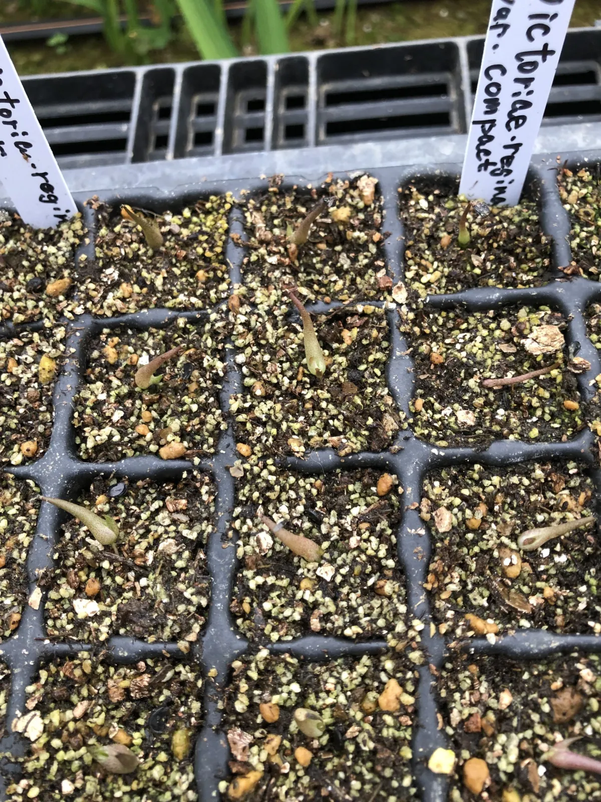 Agave victoriae-reginae var. compact (アガベ ビクトリアレジーナコンパクト)