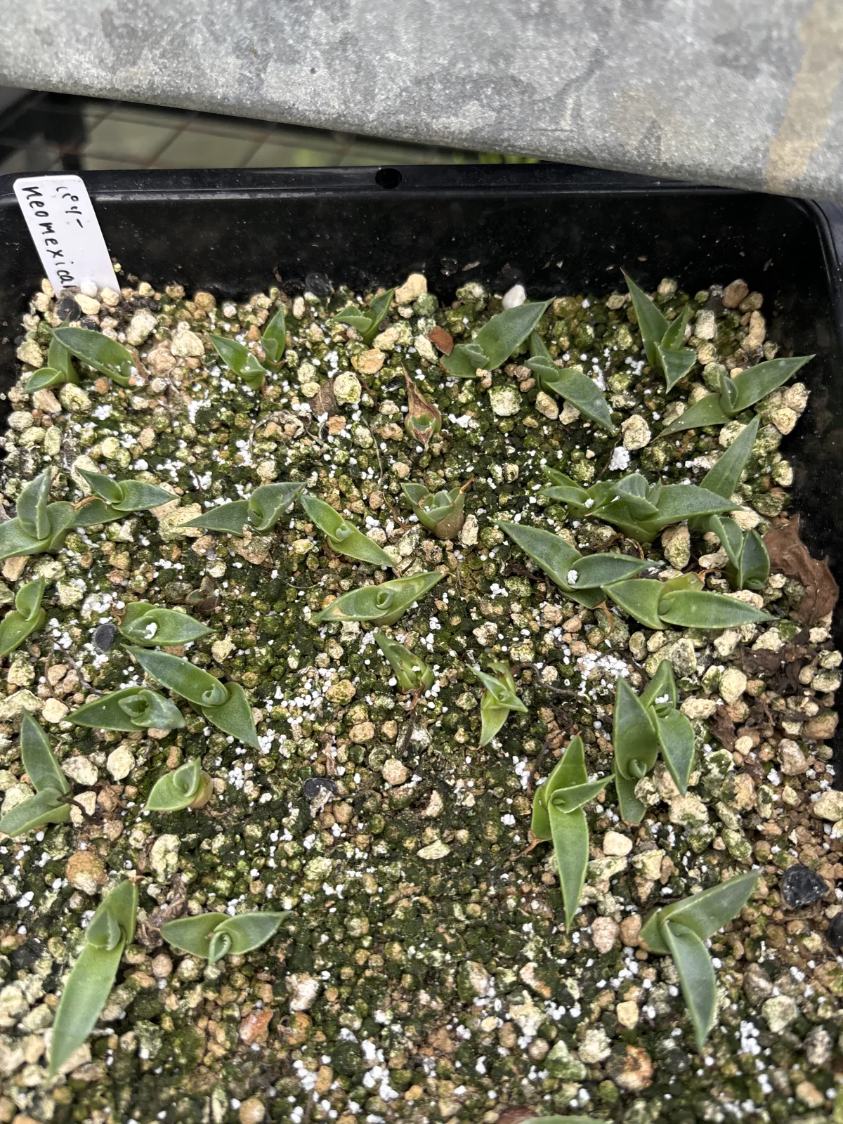 Agave parryi ssp. neomexicana (アガベ ネオメキシカーナ)
