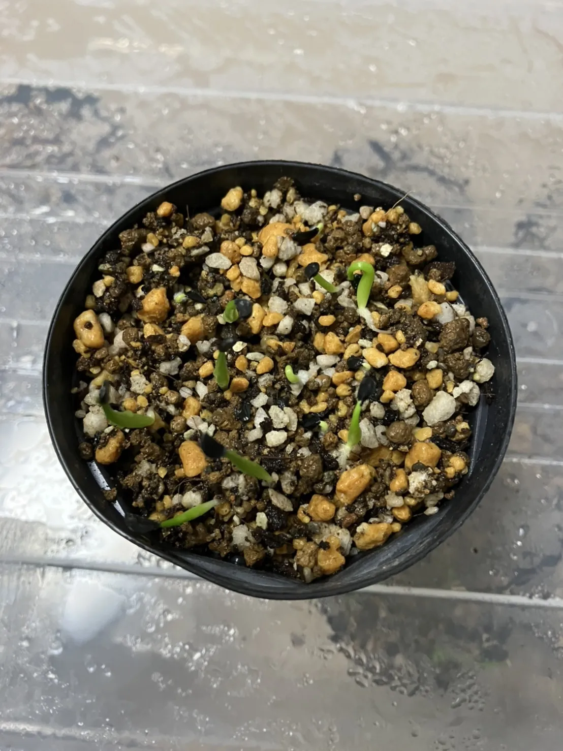 Agave victoriae-reginae ssp. victoriae-reginae (アガベ ビクトリアレジーナエ 笹の雪)