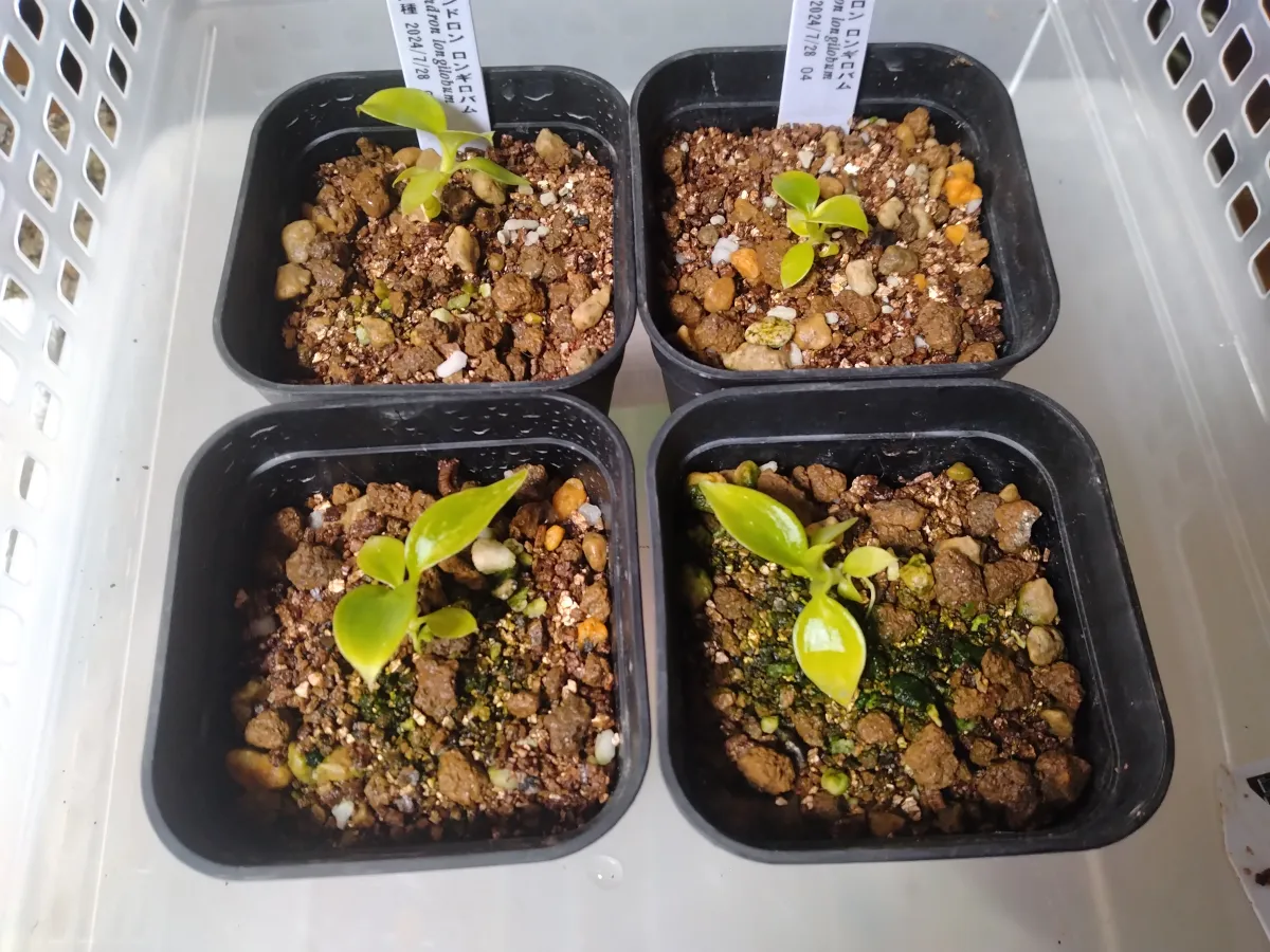 Philodendron longilobum (フィロデンドロン ロンギロバム)