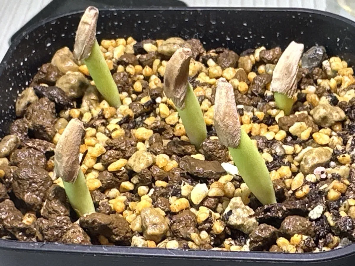 Adenium arabicum black giant (アデニウム アラビカム ブラックジャイアント)