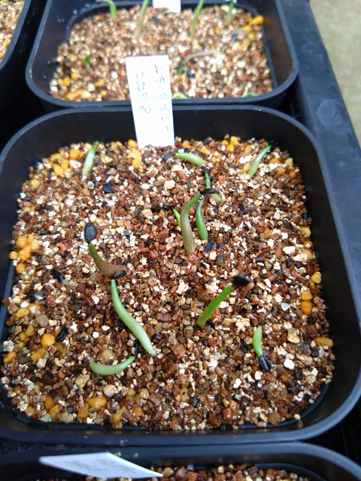 Agave titanota Blue Lot. (アガベ チタノタブルー)