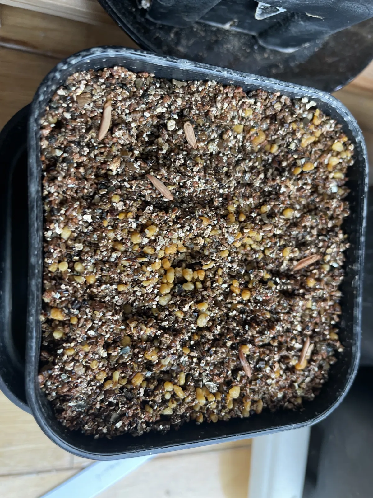Pachypodium rosulatum var. gracilius ([無料種子] 発芽難 パキポディウム グラキリス　)