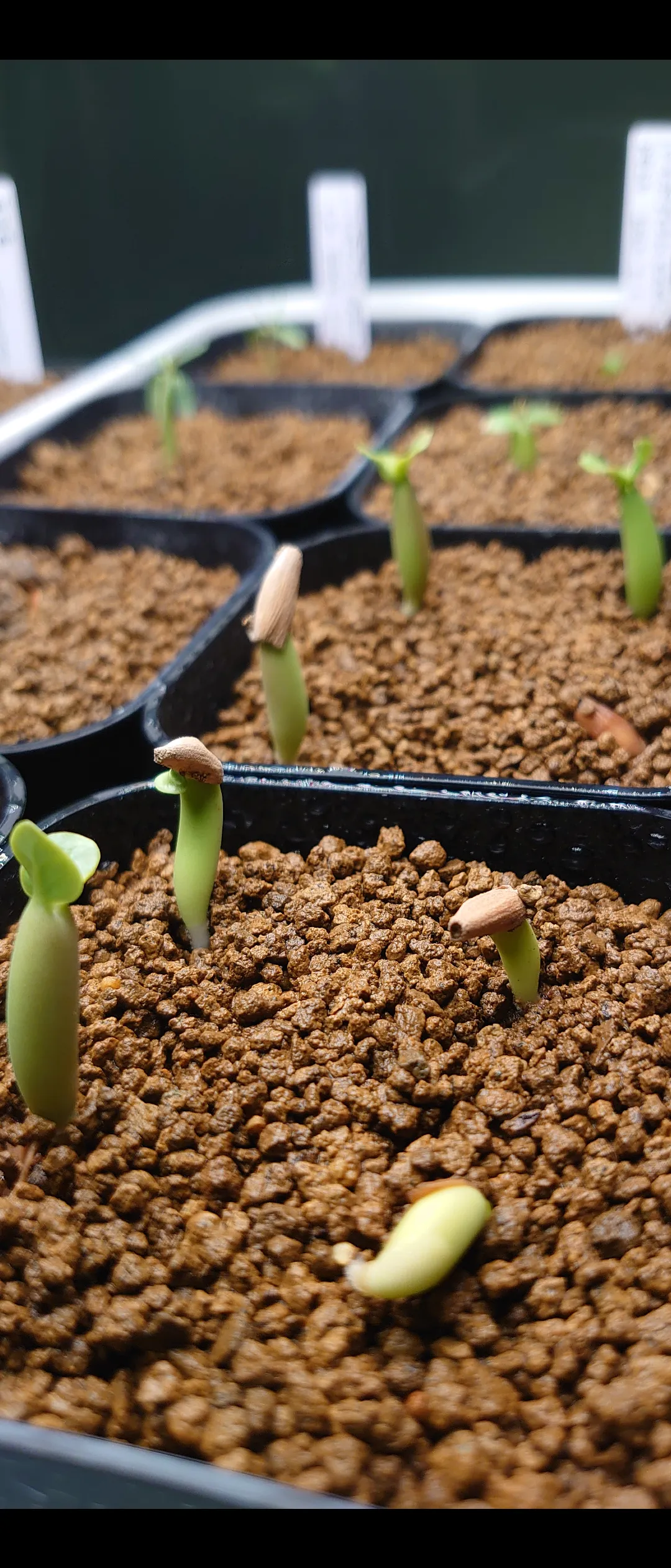 YSB Adenium arabicum Yak Sing Buri (アデニウム アラビカム)