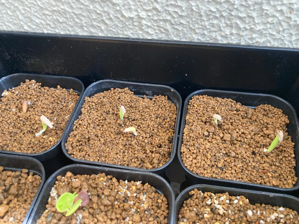 Adenium somalens (アデニウム ソマレンセ)