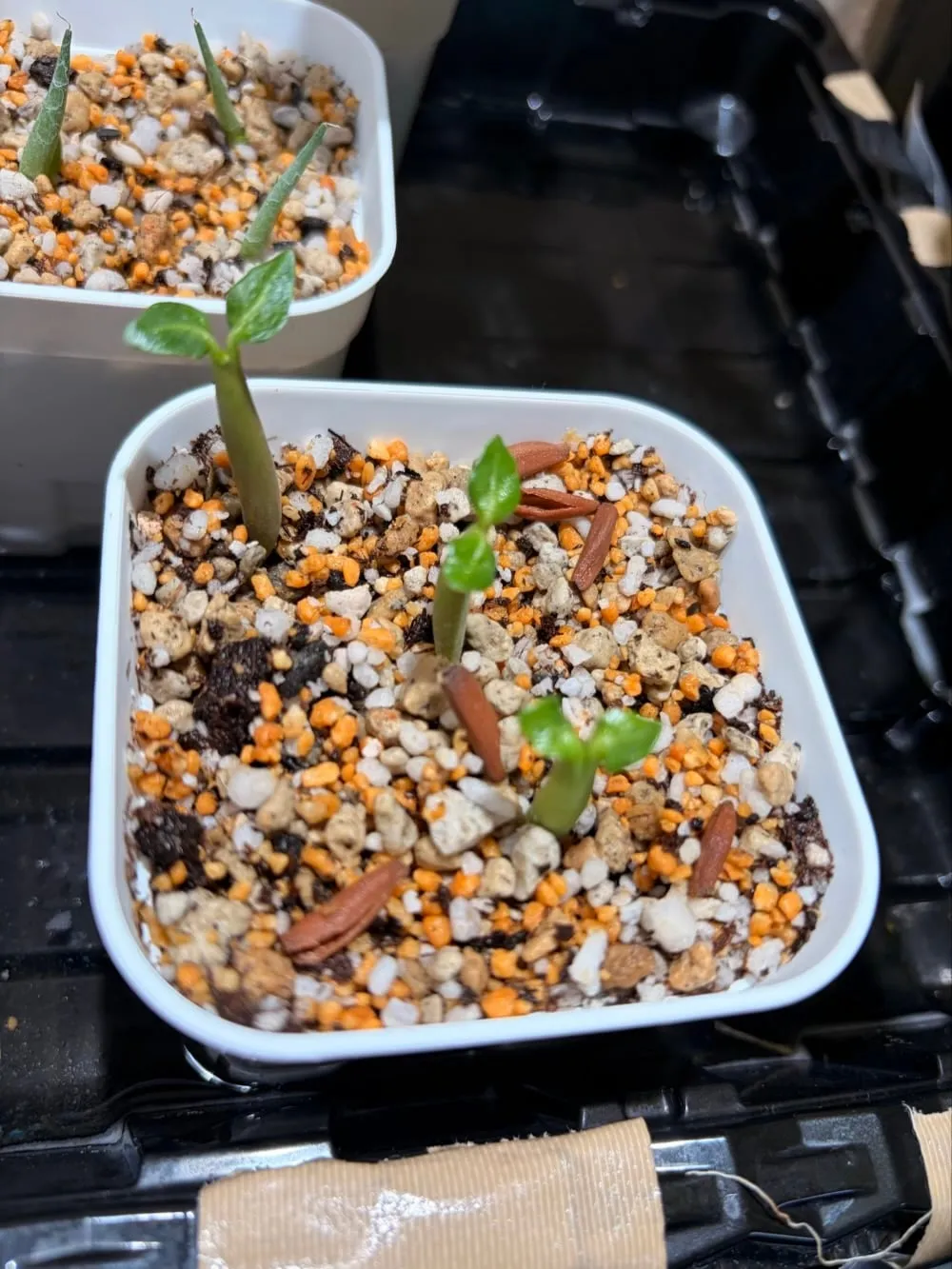 KHZ Adenium thai socotranum KHZ (アデニウム タイ ソコトラナム)