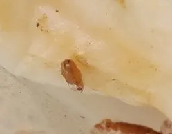 Pachypodium rosulatum var. gracilius ([無料種子] 発芽難 パキポディウム グラキリス　)