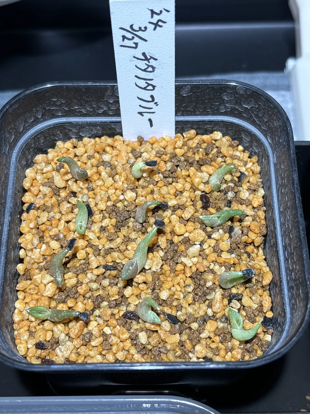 Agave titanota Blue Lot. (アガベ チタノタブルー)