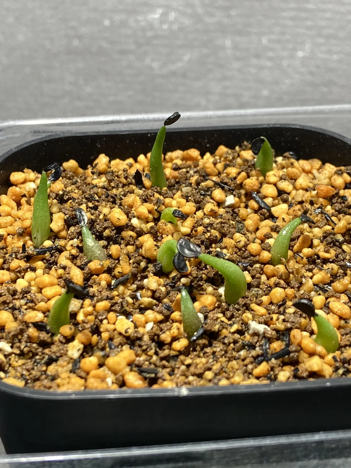 Agave oteroi Lot. (アガベ オテロイ)
