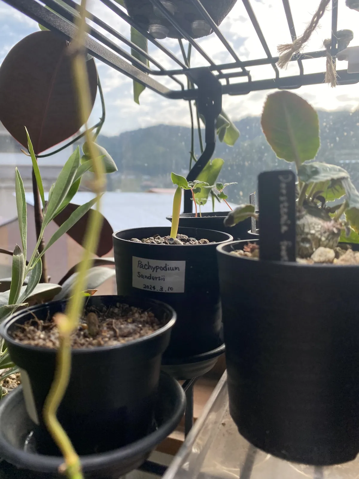 Pachypodium saundersii (パキポディウム サンデルシー)