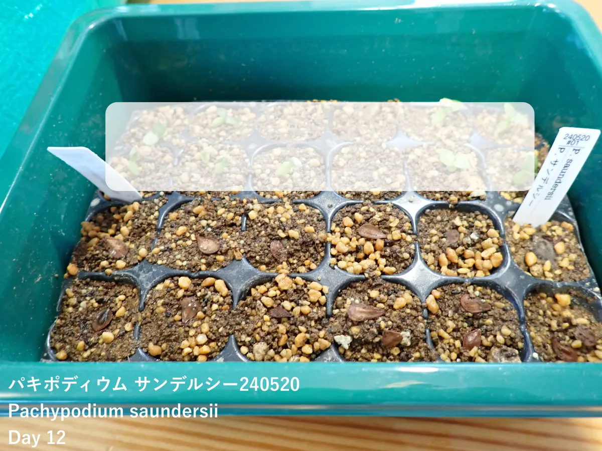 Pachypodium saundersii (パキポディウム サンデルシー)
