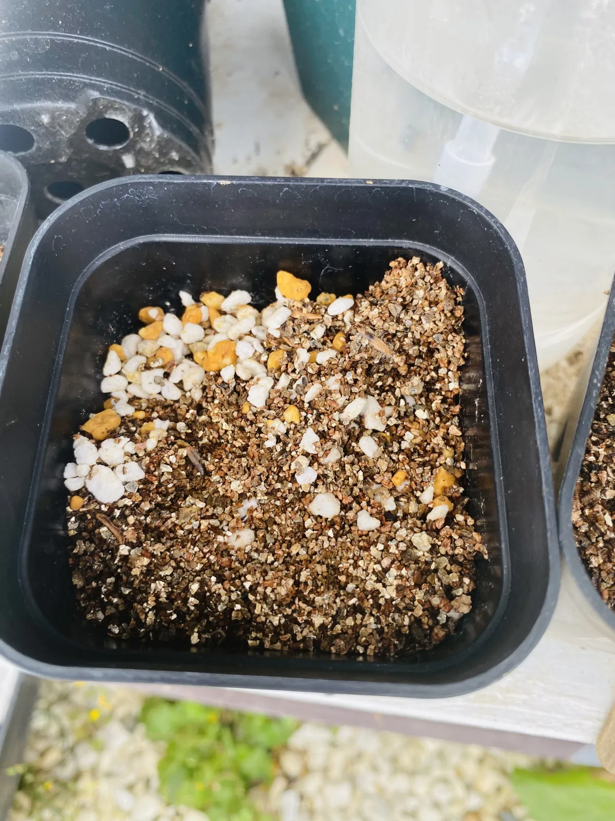Pachypodium rosulatum var. gracilius ([無料種子] 発芽難 パキポディウム グラキリス　)