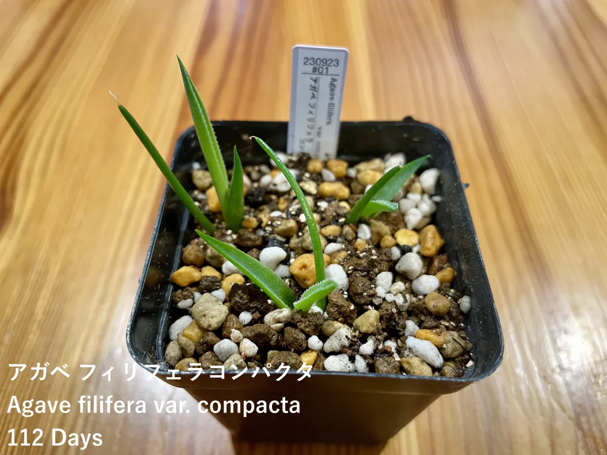 Agave filifera var. compacta (アガベ フィリフェラコンパクタ)