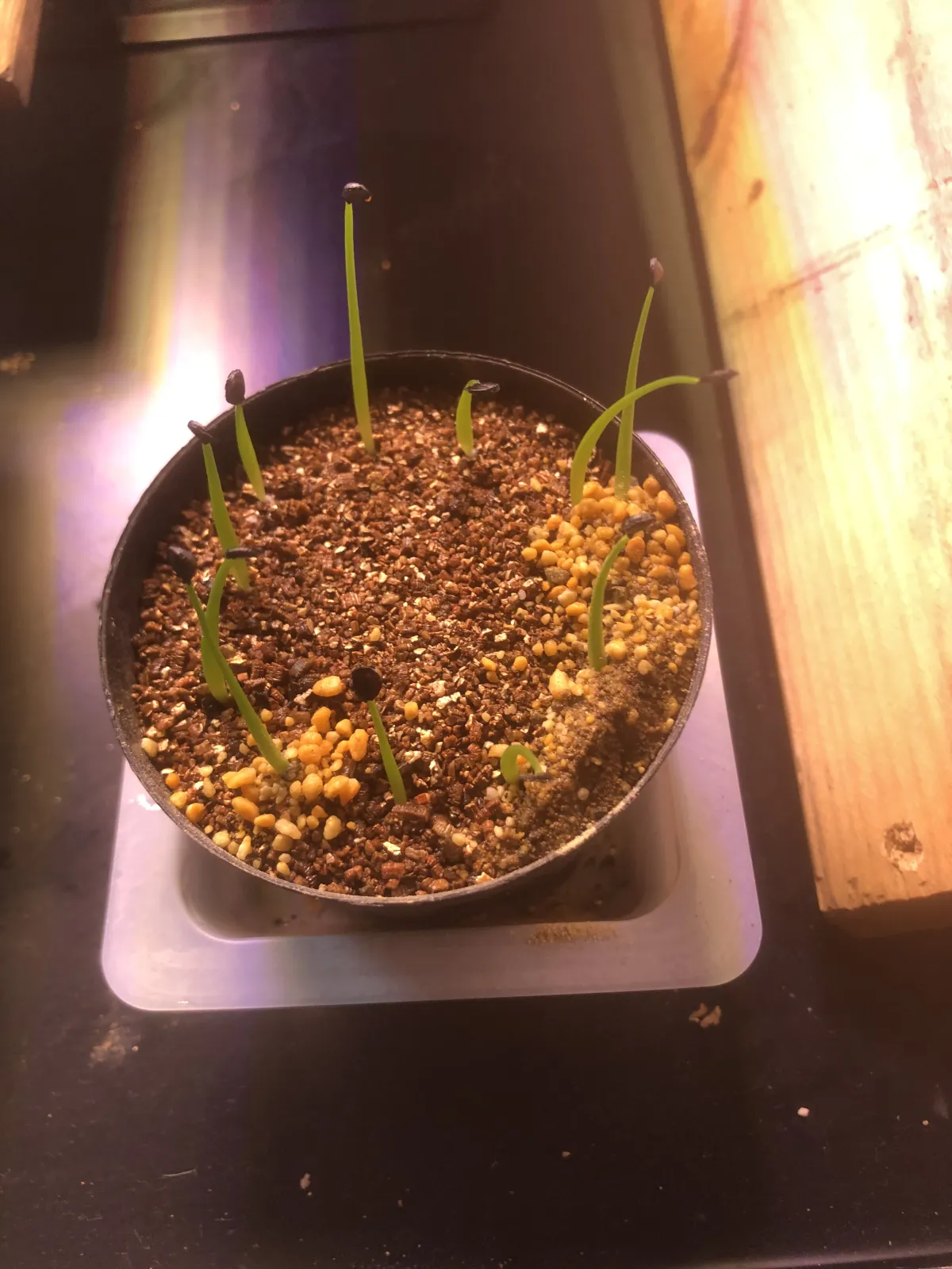 Agave utahensis var. eborispina (アガベ エボリスピナ ヘイフォード)
