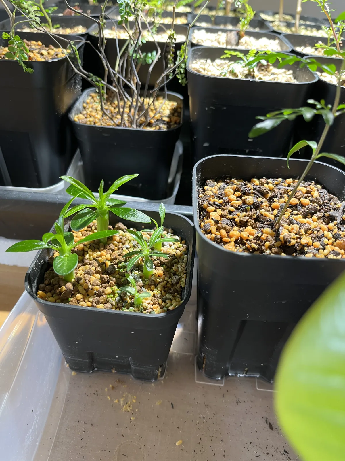 Operculicarya pachypus Lot. (オペルクリカリア パキプス)