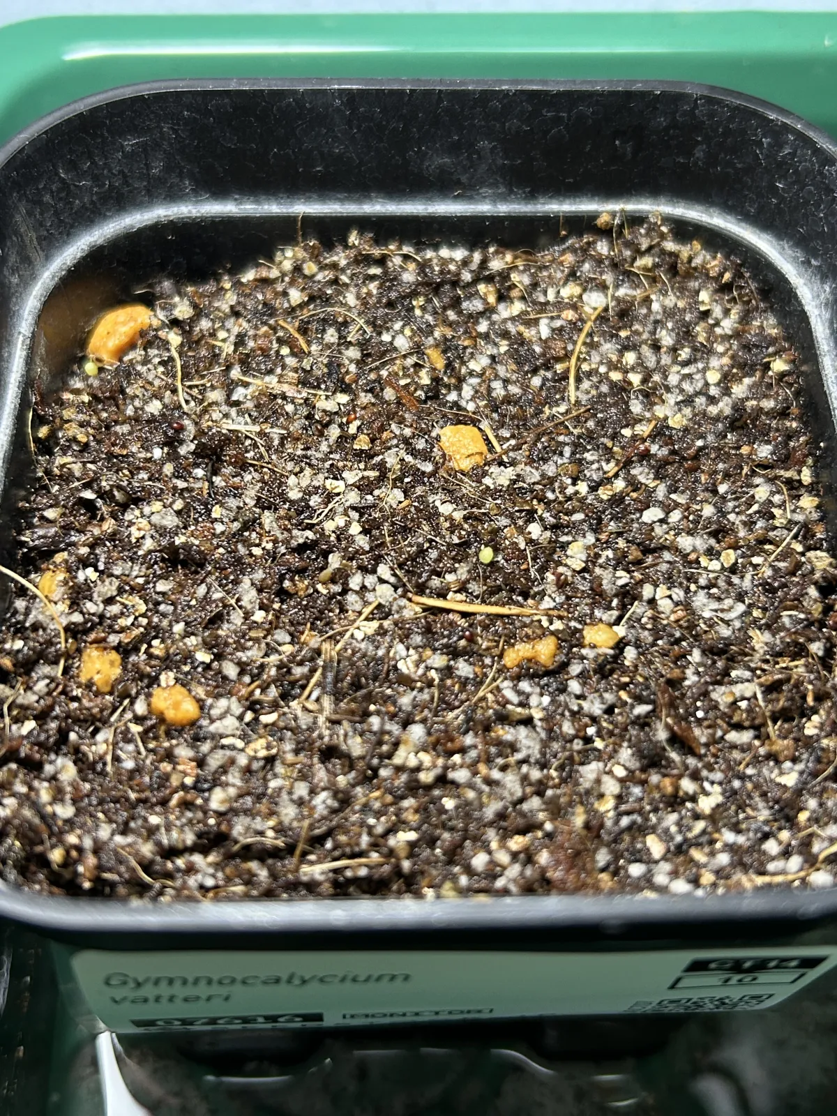 Gymnocalycium vatteri (ギムノカリキウム バッテリー)