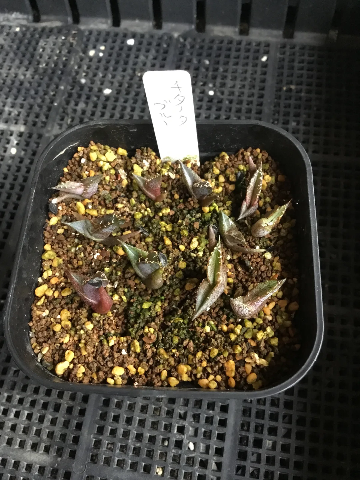 Agave titanota Blue Lot. (アガベ チタノタブルー)