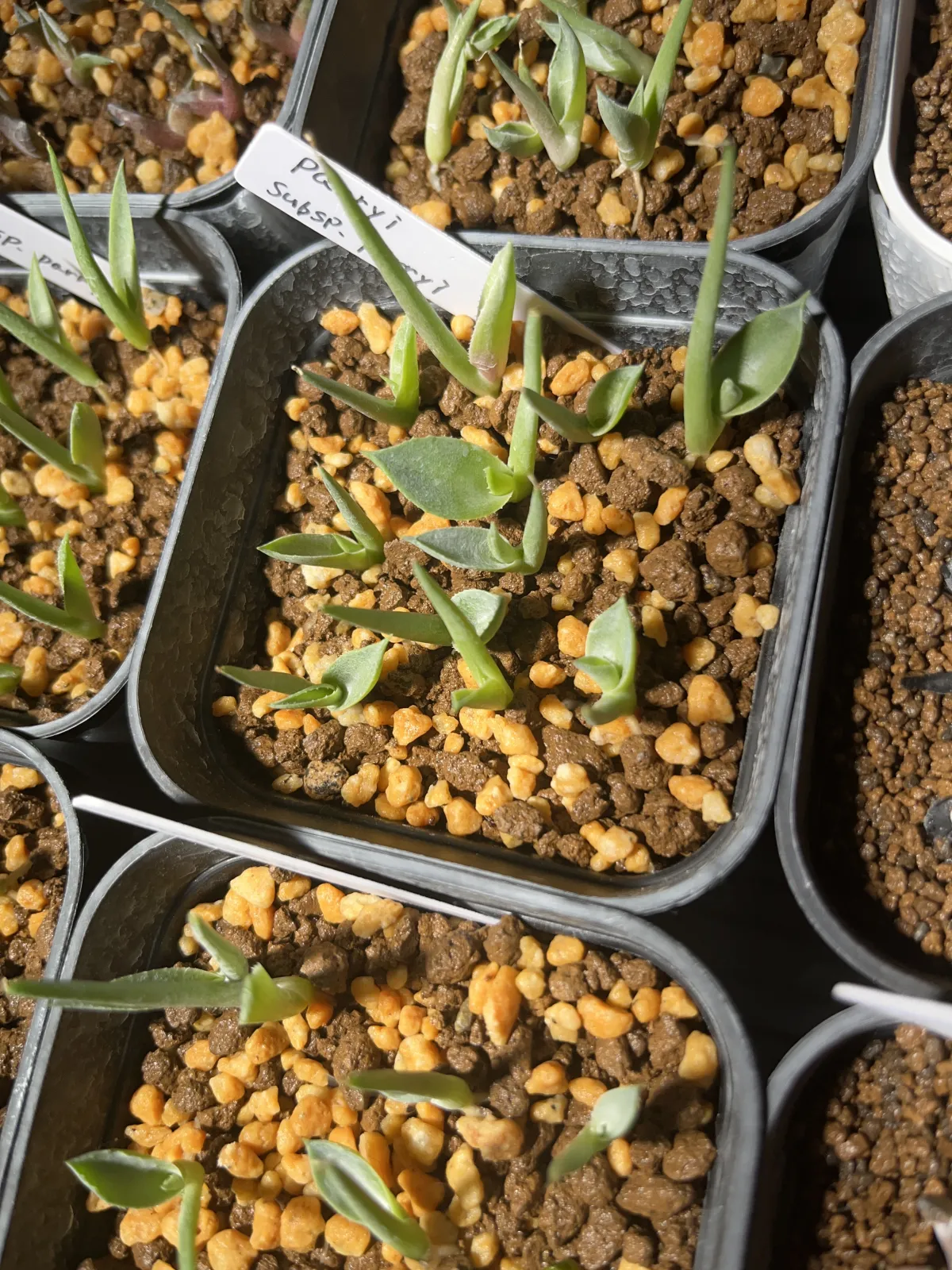 Agave parryi ssp. parryi (アガベ パリー)