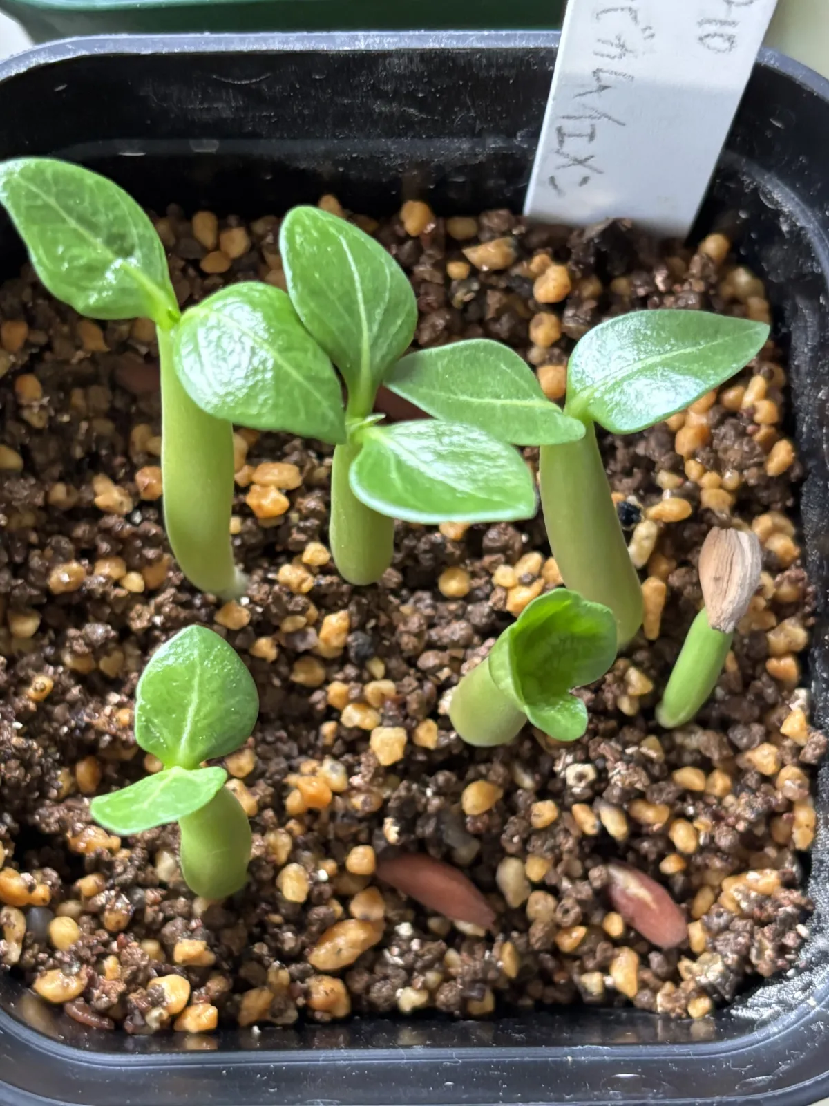 Adenium arabicum Yemen (アデニウム アラビカム イエメン)