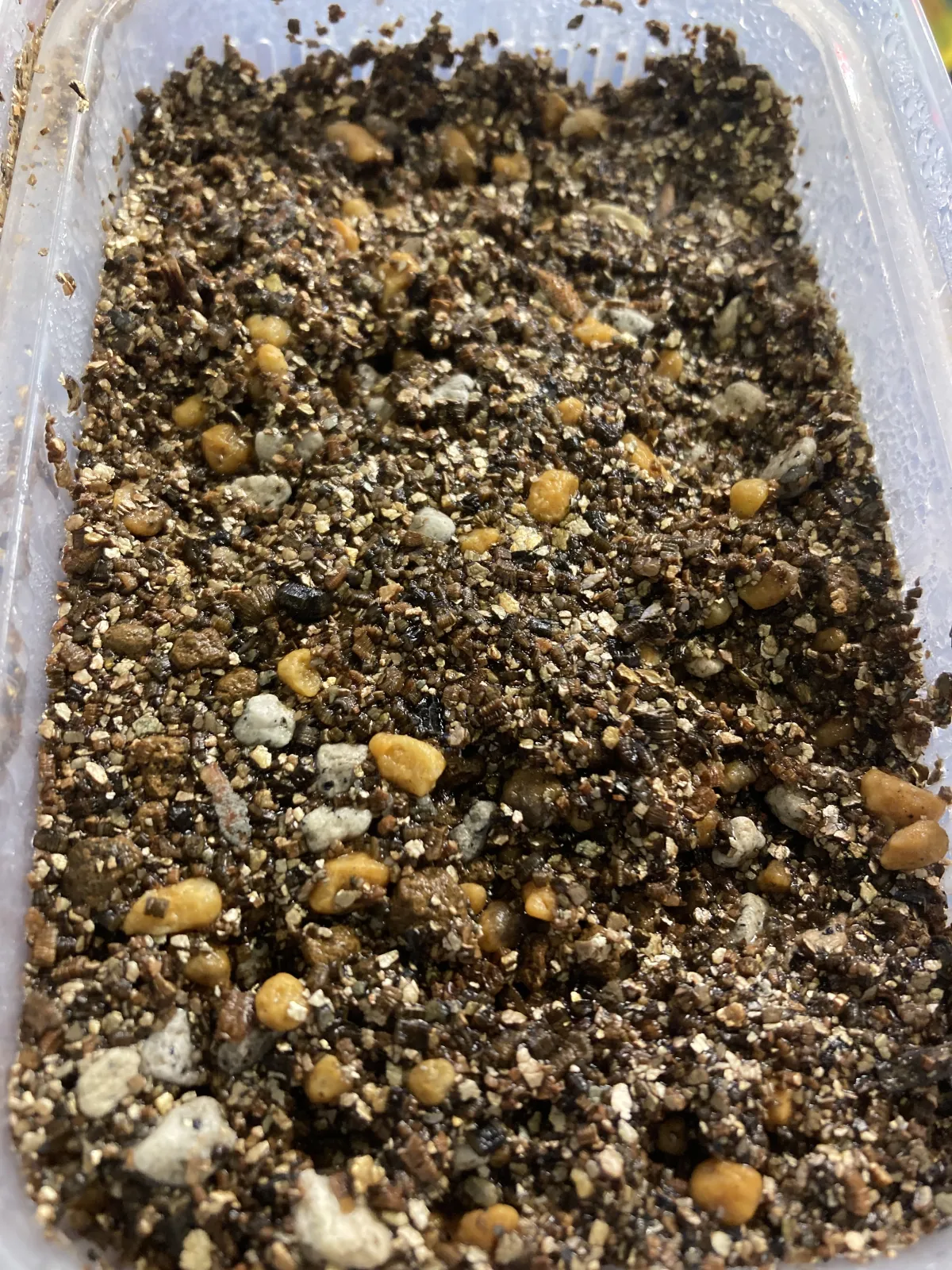 Pachypodium rosulatum var. gracilius ([無料種子] 発芽難 パキポディウム グラキリス　)