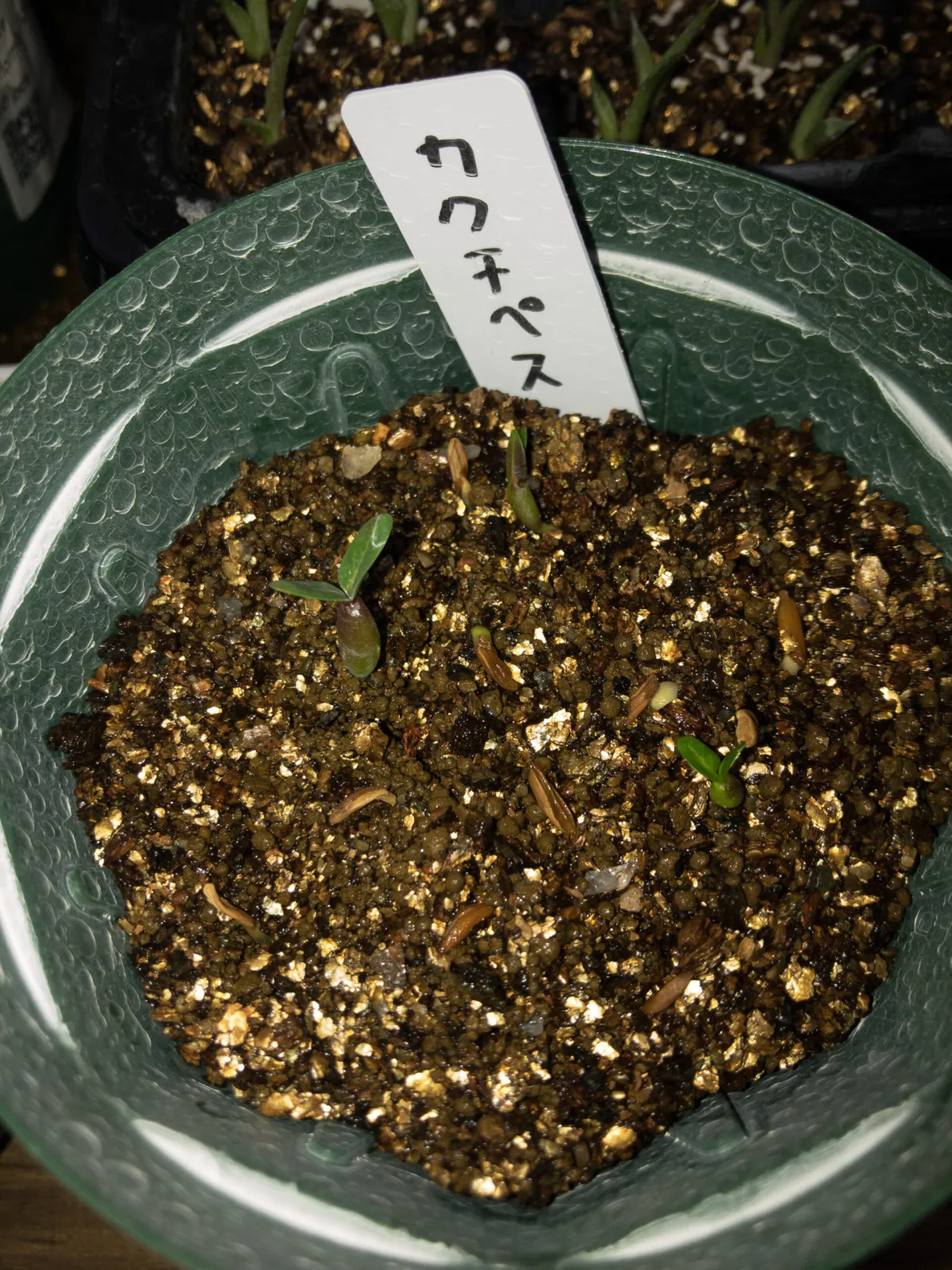 Pachypodium rosulatum ssp. cactipes (パキポディウム カクチペス)