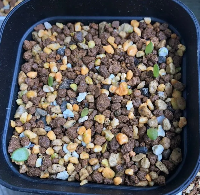 Aloe microstigma (アロエ ミクロスティグマ)