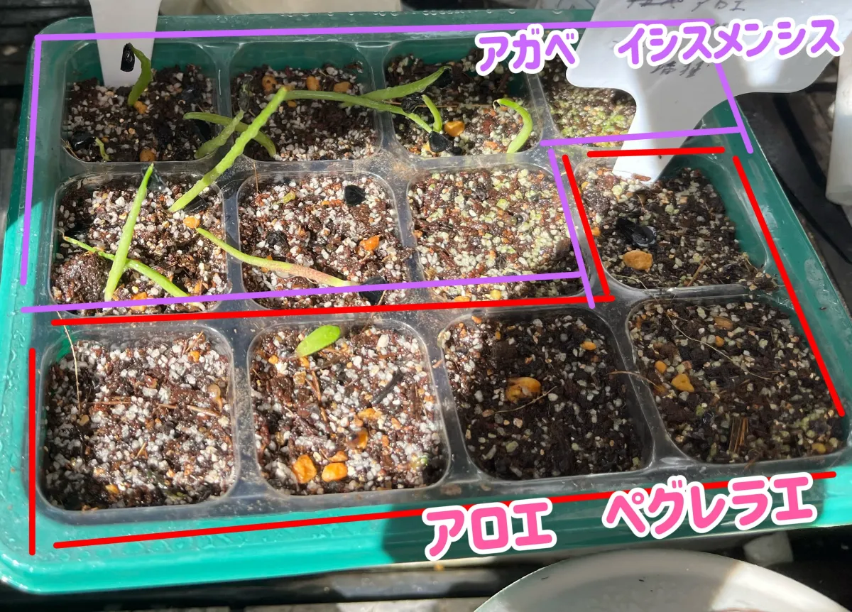 Aloe peglerae (アロエ ペグレラエ)