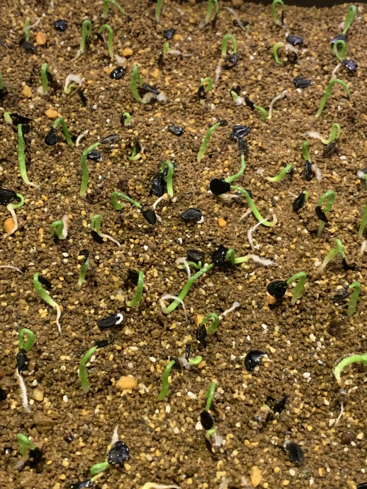 Agave parryi huachucensis Wakefield (アガベ パリー ウェイクフィールド)