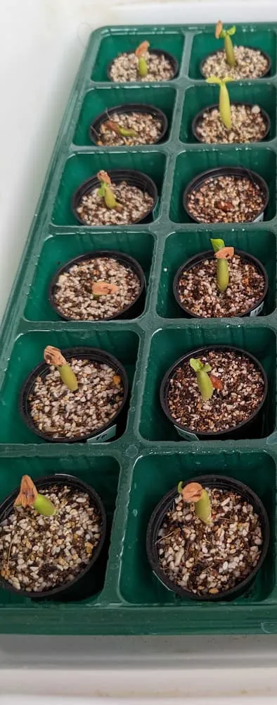 Adenium arabicum rachine (アデニウム アラビカム ラシニー)