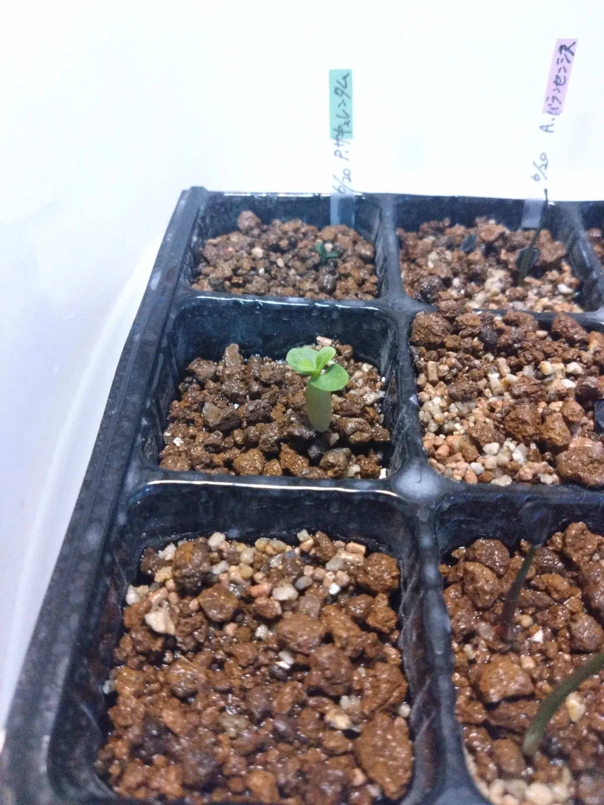 Pachypodium succulentum (パキポディウム サキュレンタム)