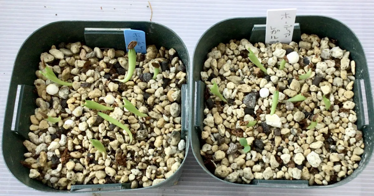 Hoodia curroii ssp. lugardii (フーディア ルガルディ)