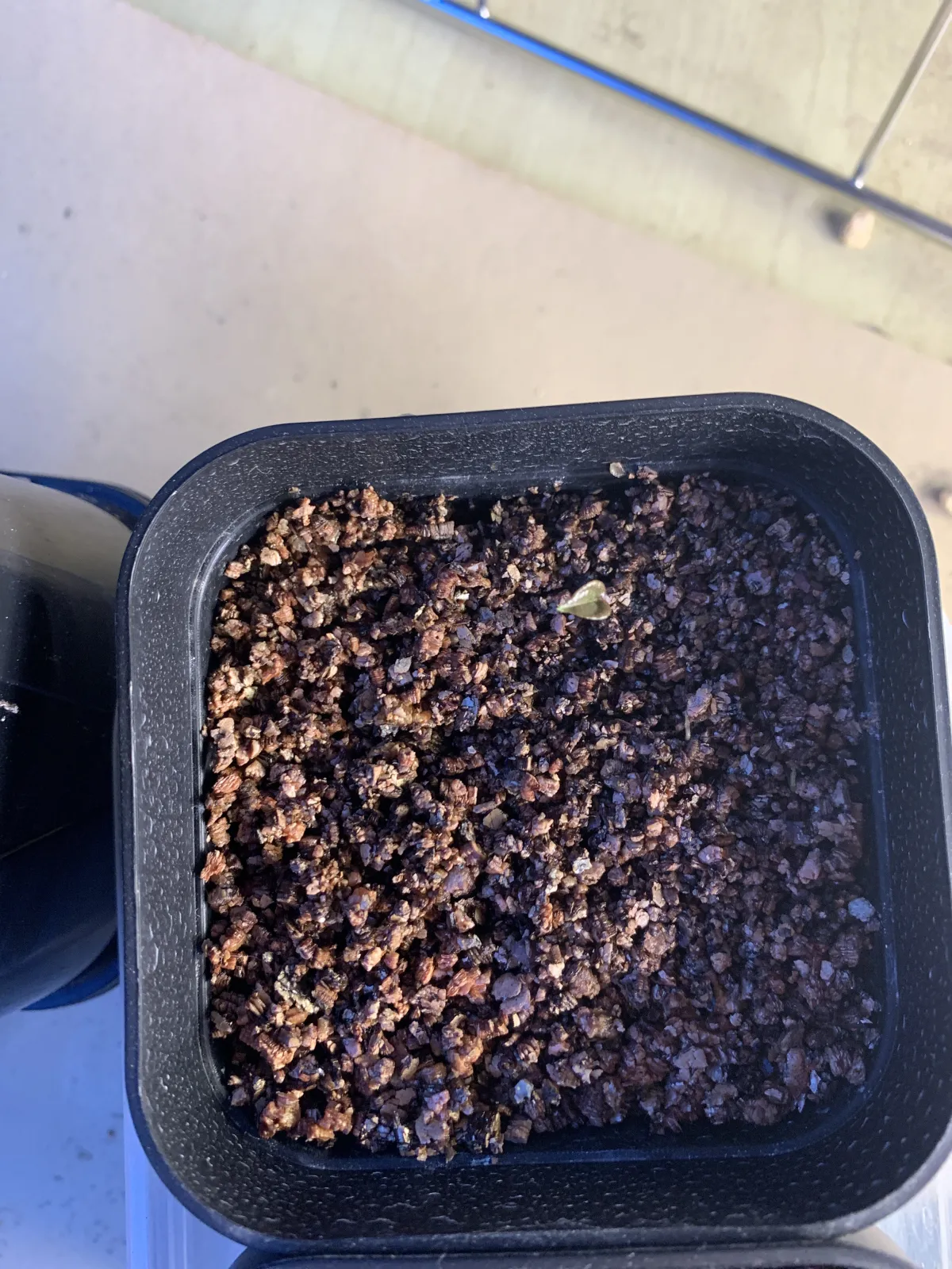 Dioscorea elephantipes Lot. (ディオスコレア エレファンティペス)