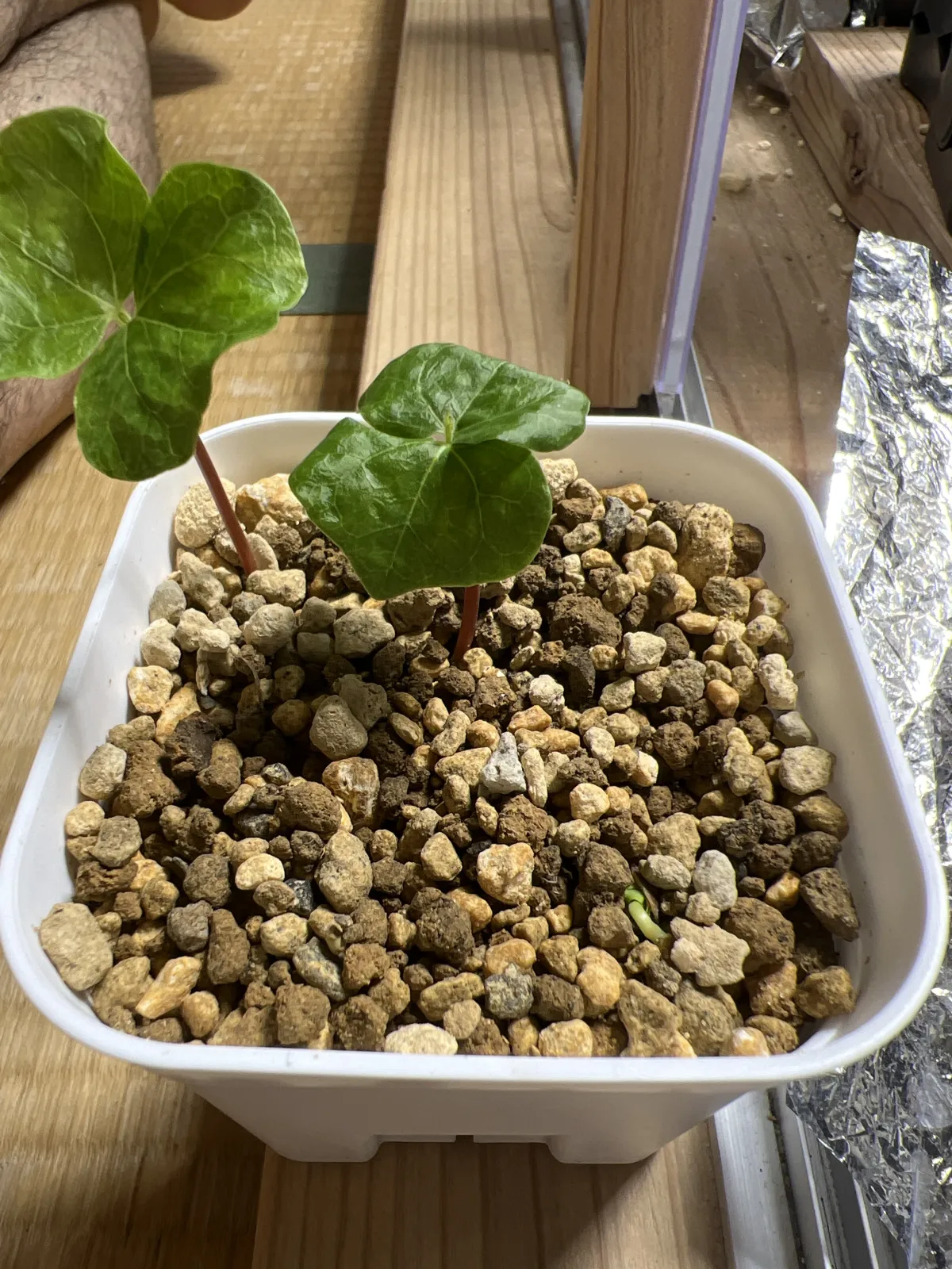 sp. Commiphora sp. (コミフォラ)