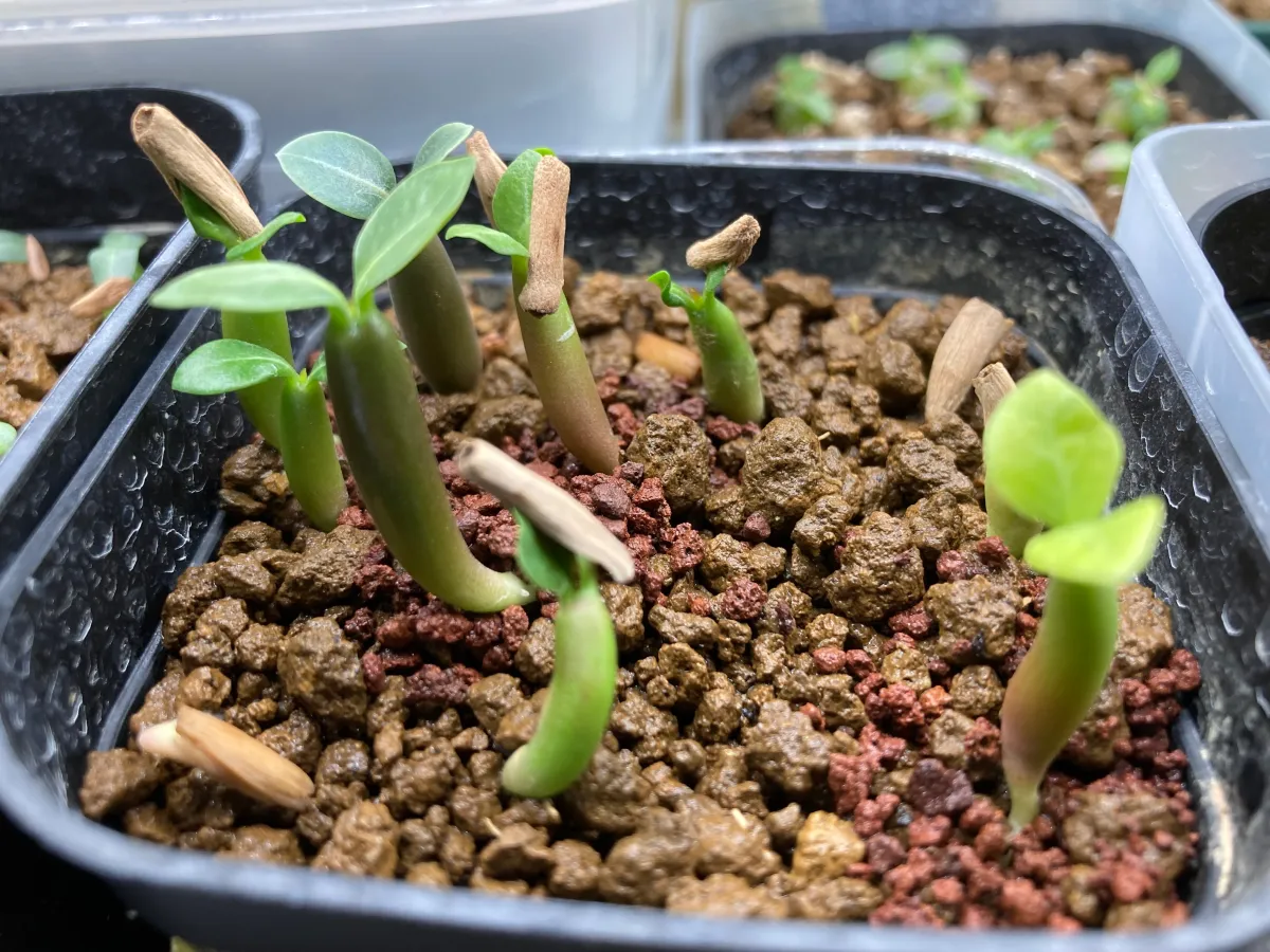 Adenium somalens (アデニウム ソマレンセ)