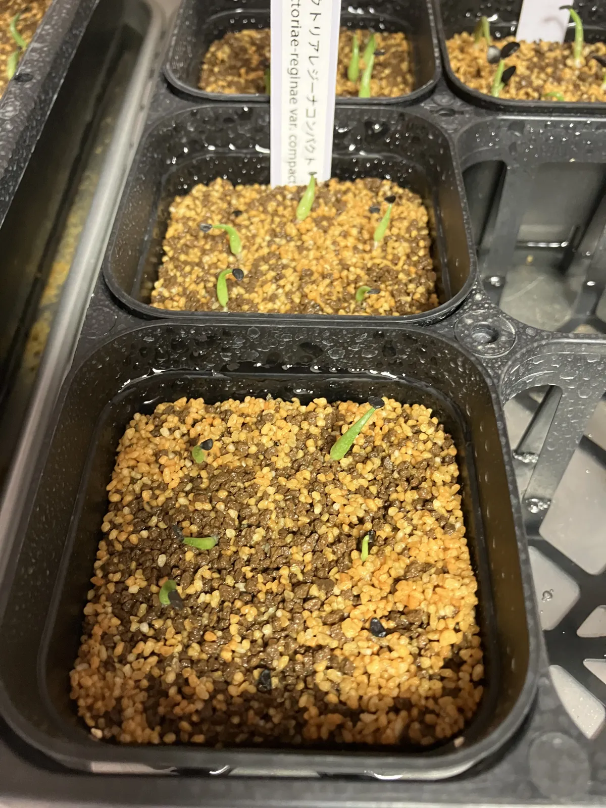 Agave victoriae-reginae var. compact (アガベ ビクトリアレジーナコンパクト)